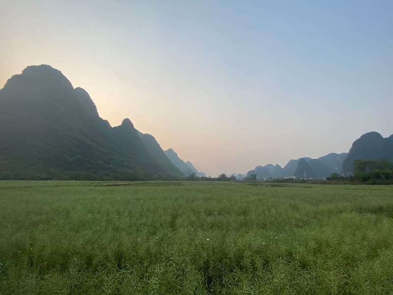 成片油菜