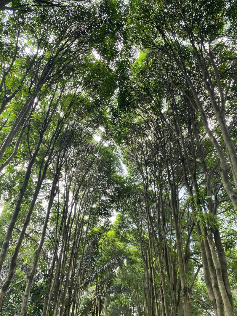 芒果树